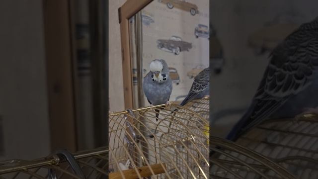 Попугай Кеша говорит смотреть онлайн