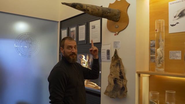 Richards On Display At The Icelandic Phallological Museum - Iceland