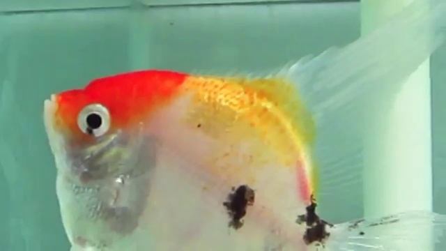 Скалярия Кои Angelfish Koi Pterophyllum scalare продажа Оптом смотреть онлайн