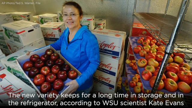 Cosmic Crisp apple to debut as new variety this December смотреть онлайн