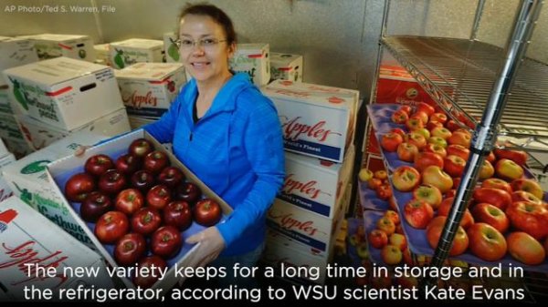 Cosmic Crisp apple to debut as new variety this December