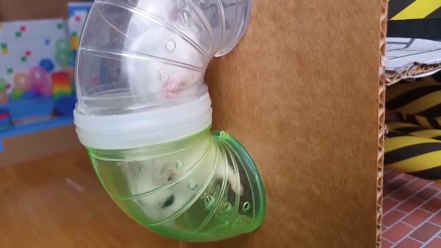 Best Hamster Challenges ? Hamster Escapes The Rainbow Maze