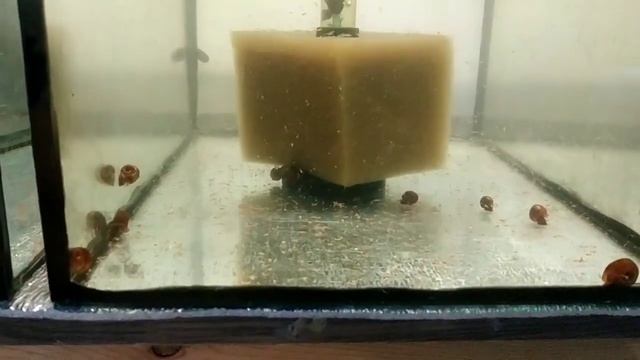 Анциструсы выкинули свою икру, Пересадка анциструсов, снова хорошая новость смотреть онлайн