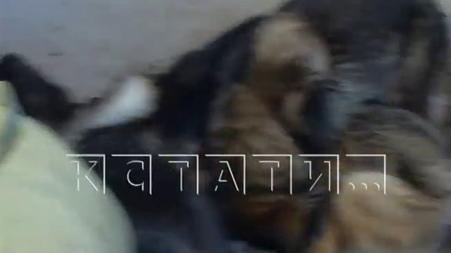 Концлагерь под видом питомника для породистых собак выявили зоозащитники смотреть онлайн