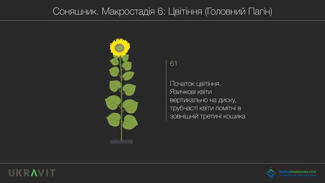 РОЗВИТОК СОНЯШНИКА. Система захисту та підживлення від UKRAVIT / СуперАгроном смотреть онлайн