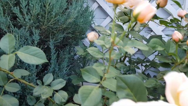 ?????Композиция из роз Остина - Jude the Obscure , Crocus Rose и розы Gravin Michel d'Ursel????? смотреть онлайн