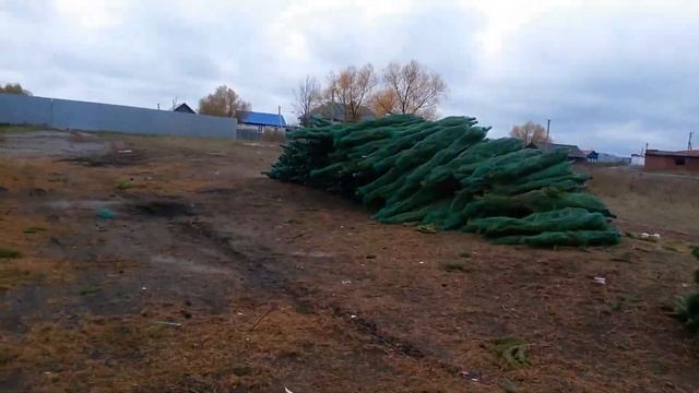 Живые новогодние сосны оптом смотреть онлайн