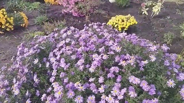 Красота хризантемы- мультифлоры. Хранение. смотреть онлайн