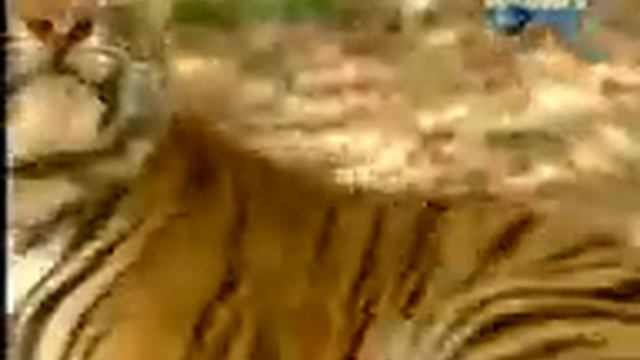 7 Gibbon and cub смотреть онлайн