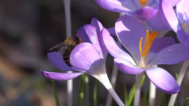 Сводные сестры решили «развести» парня и воплотили отработанный план. Бедняга и подумать не мог, чт смотреть онлайн