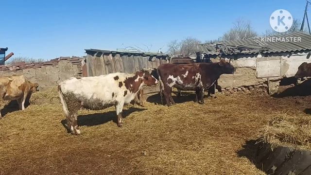 Жизнь в селе#Казахстан#Выгнали телят первый раз на улицу. смотреть онлайн