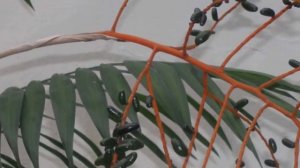 Хамедорея – как ее размножать в домашних условиях. Способы размножения.