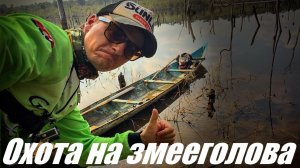 Камбоджа. В поисках змееголова