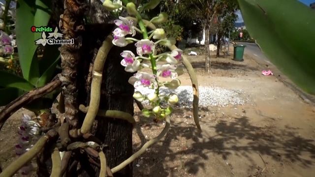 Rhynchostylis gigantea are grown on Chrysophyllum cainito wood | Nghinh xuân mẹ bồng con смотреть онлайн