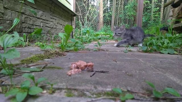 Юный хищник на даче смотреть онлайн