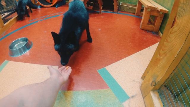 Чернобурая лиса | SaveAFox смотреть онлайн