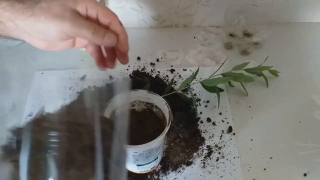 Как вырастить гранат из косточки на подоконнике. смотреть онлайн