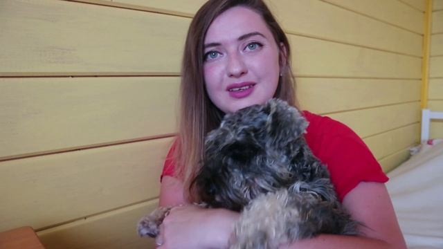 Стоит ли заводить собаку?! Мои цвергшнауцер в кадре смотреть онлайн