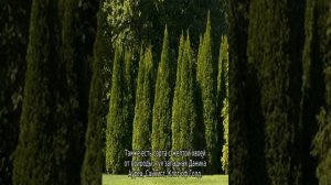 Почему желтеет туя летом и что делать