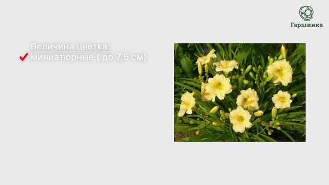 Лилейник. Обзор посадочного материала. Разнообразие сортов смотреть онлайн