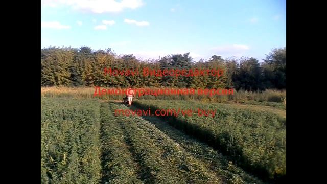 косим люцерну. мотоблок зубр 8-лс смотреть онлайн