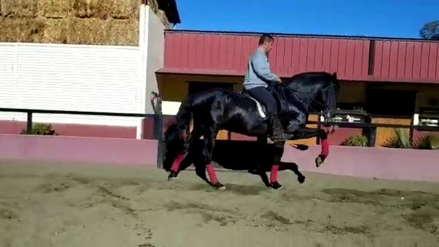 DIDAL info@spanishhorse.ru указав в заголовке кличку коня смотреть онлайн