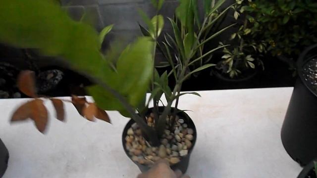 ZZ Plant (Zamioculcas Zamiifolia): Care & Propagation смотреть онлайн