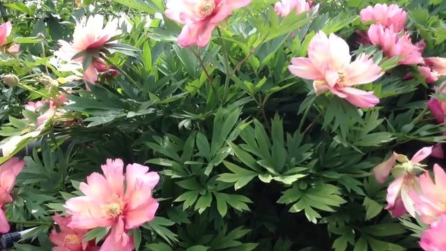 Peony Julia Rose (Itoh Hybrid) - www.peonyshop.com смотреть онлайн