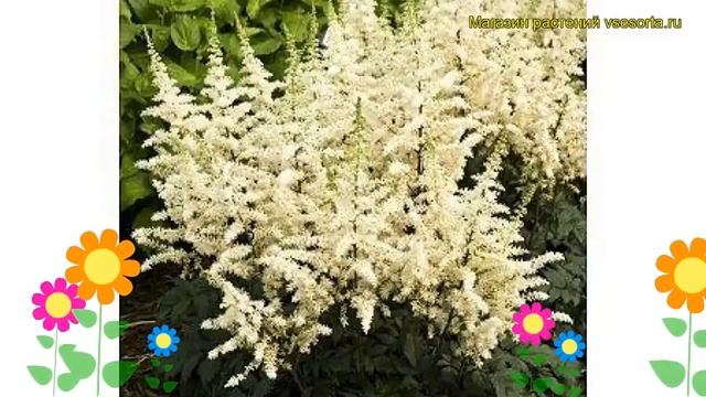 Астильба китайская Ведение в белом. Краткий обзор, описание astilbe chinensis Visions in White смотреть онлайн