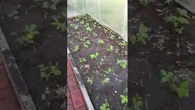 Видео от клиента саженцы клубники фриго сорт Кристин через месяц после посадки. смотреть онлайн