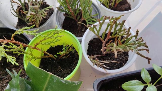Как укореняются черенки разных растений. смотреть онлайн