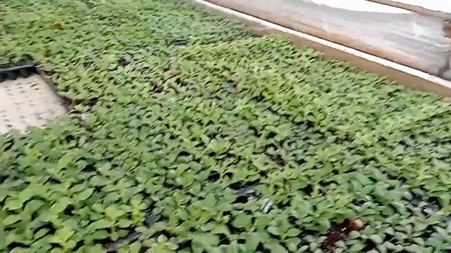 Черенки петунии укоренились. Работа прибавляется смотреть онлайн