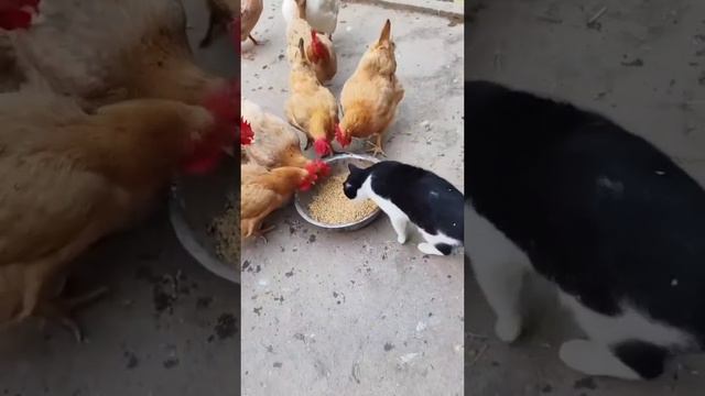 Не дадут полежать смотреть онлайн