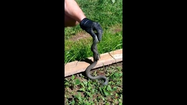 Ловля ужа смотреть онлайн