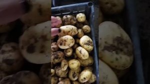 урожай картофеля "Агата".
