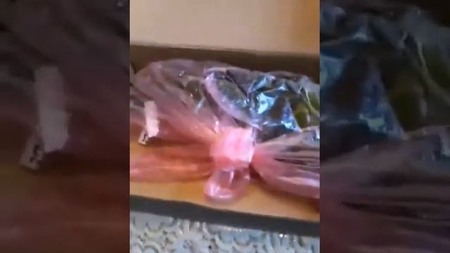 Приїхали черенки цитрусових для прививки. смотреть онлайн