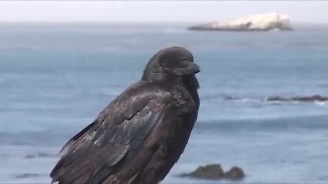 Ravens vs Crows, they're different! смотреть онлайн