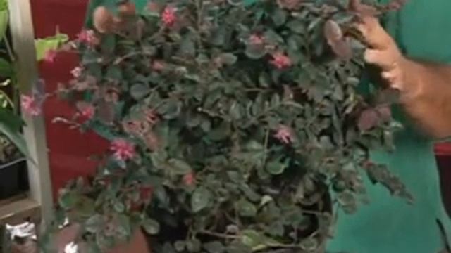 Growing Leptospermum Plants смотреть онлайн