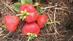 Клубника  сорта Нагаоко // Секреты хороших урожаев.