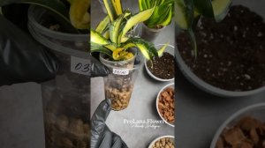 Сансевиерия. Укоренение НЕАДАПТОВ. 2 вида земляного субстрата для азиатских растений