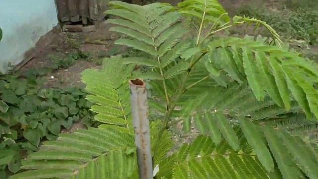 #458НАВОЖУ ЧИСТОТУ/СОБИРАЮ МИНДАЛЬ/ЗАКУПИЛИ ЦЕМЕНТ смотреть онлайн