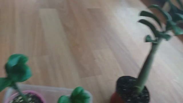 Доллар Зензи- бір жапырақтан өнгені смотреть онлайн