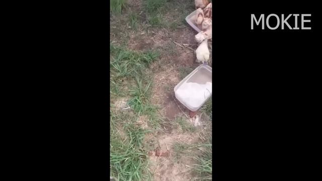 SI TE RÍES PIERDES NIVEL DIOS 😎 [999.99 IMPOSIBLE NO REÍRSE] 🥶 Videos De Risa Muy Graciosos 😂 смотреть онлайн