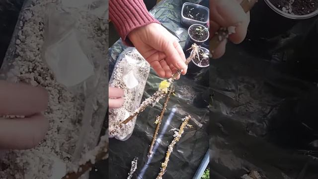 Как укоренились ежевика, виноград,ива Матцудана смотреть онлайн