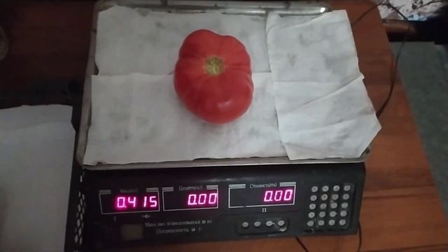 Взвешиваем первые плоды томата КИБО и ФЕНДА! смотреть онлайн