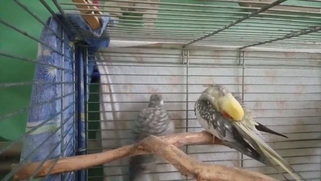 Распевка птенца безщекой кореллы наблюдения ч.2 смотреть онлайн