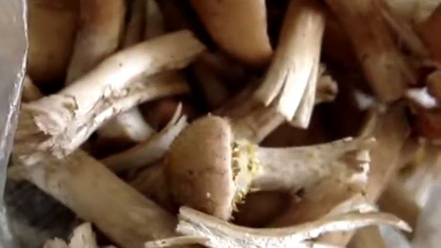 грибы ОПЯТА (опёнок)