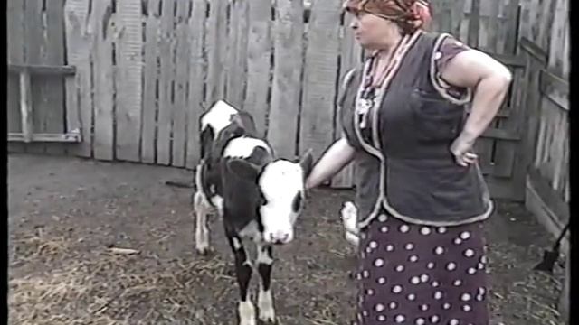 Маленькая корова. Телка Малюта смотреть онлайн