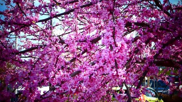 Пришла пора розовому цветению.Церцис канадский . Cercis canadensis. смотреть онлайн