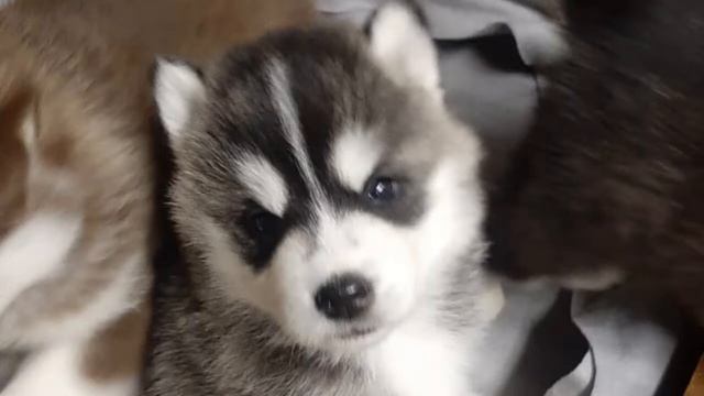 мой собакин смотреть онлайн